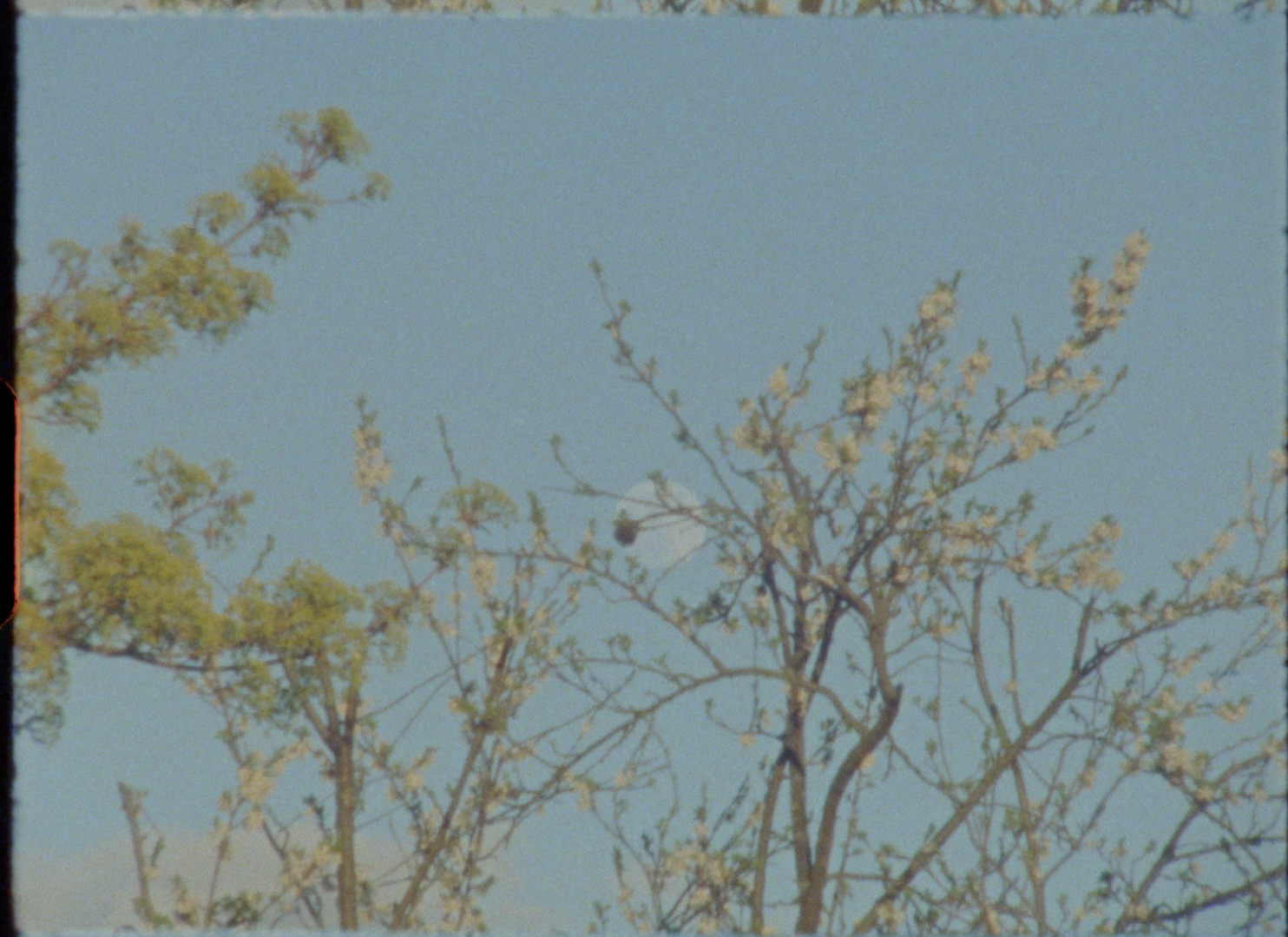 Tree branches in an 8mm film frame